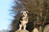 BERGER AUSTRALIEN PUPPIES 676